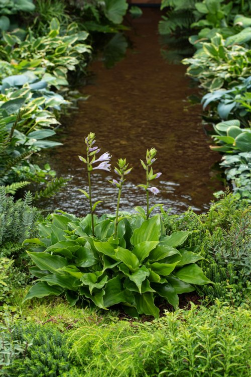 Hosta  ´Invincible´