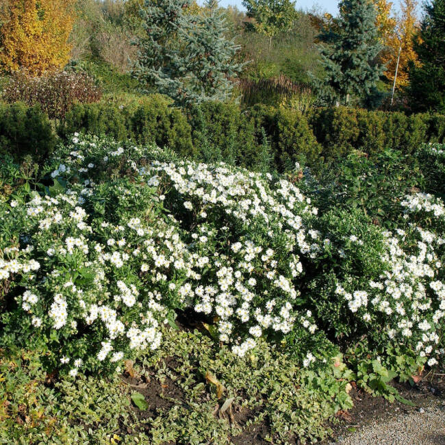 Astra ’Ashvi’ 1l