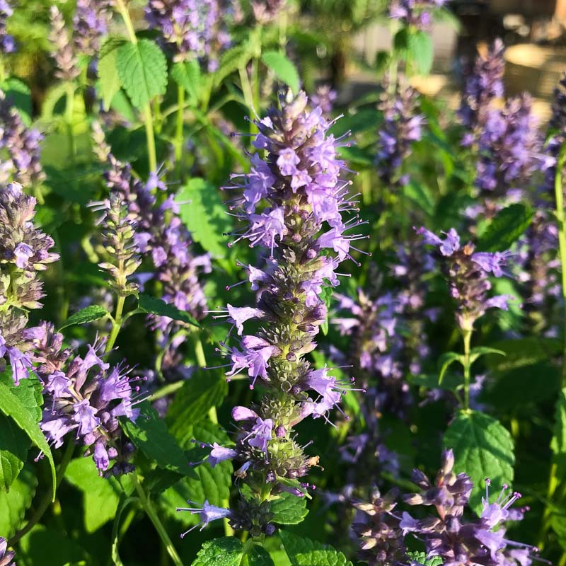 Agastache ´Little Adder´