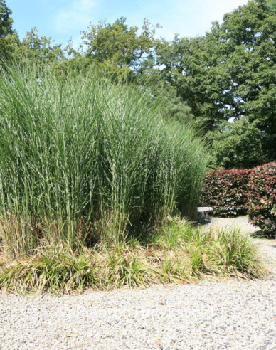 Ozdobnica čínska ´Gracillimus´ 11l