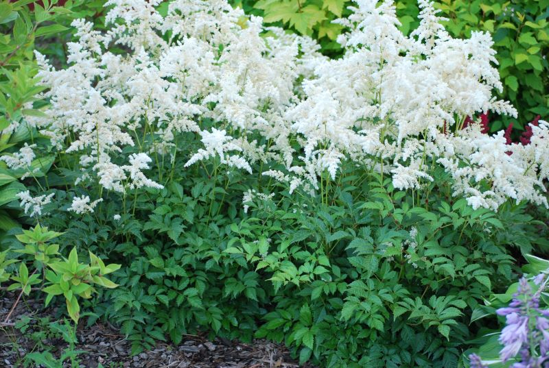 Astilba ’Brautschleier’