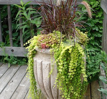 Čerkáč peniažtekový ´Aurea´