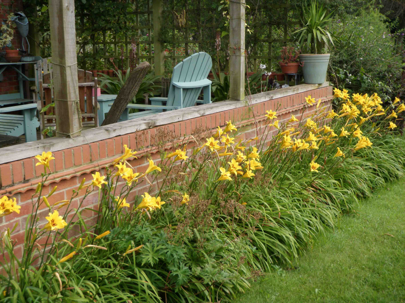 Ľaliovka ´Bonanza´