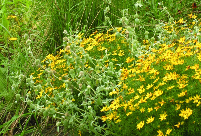 Kráska praslenová ´Grandiflora´