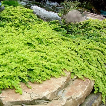 Čerkáč peniažtekový ´Aurea´