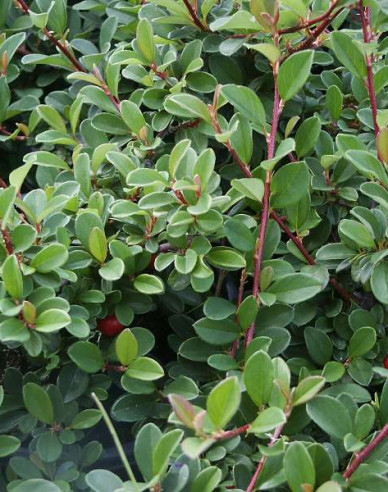 Skalník ’Eichholz’ 2l