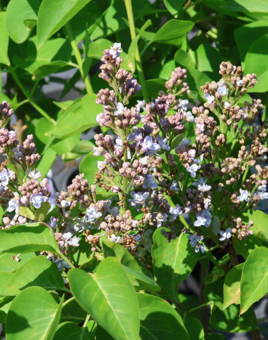 Orgován obyčajný Carpe Diem