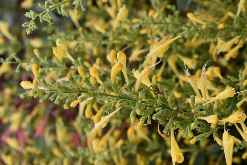 Agastache ´Summerlong  Lemon´