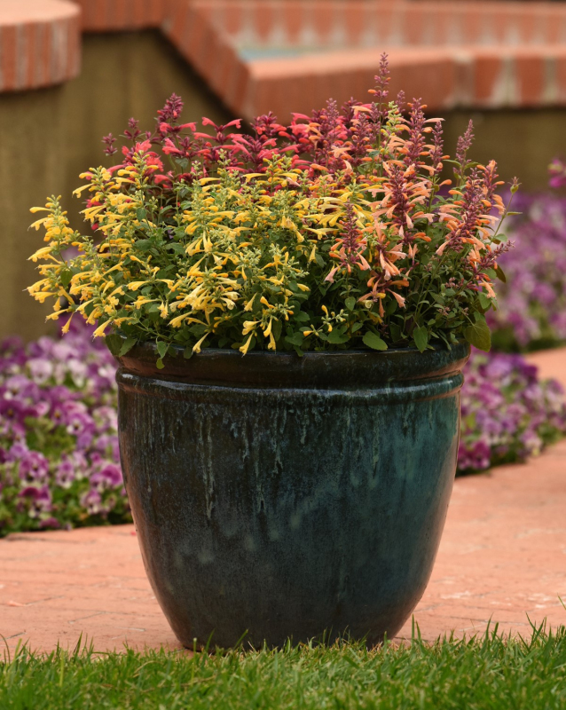 Agastache ´Summerlong  Lemon´