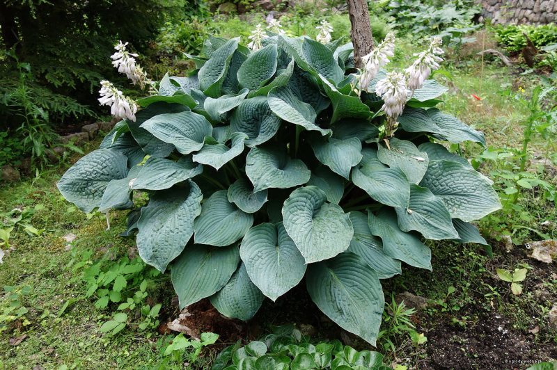 Hosta ´Elegans´