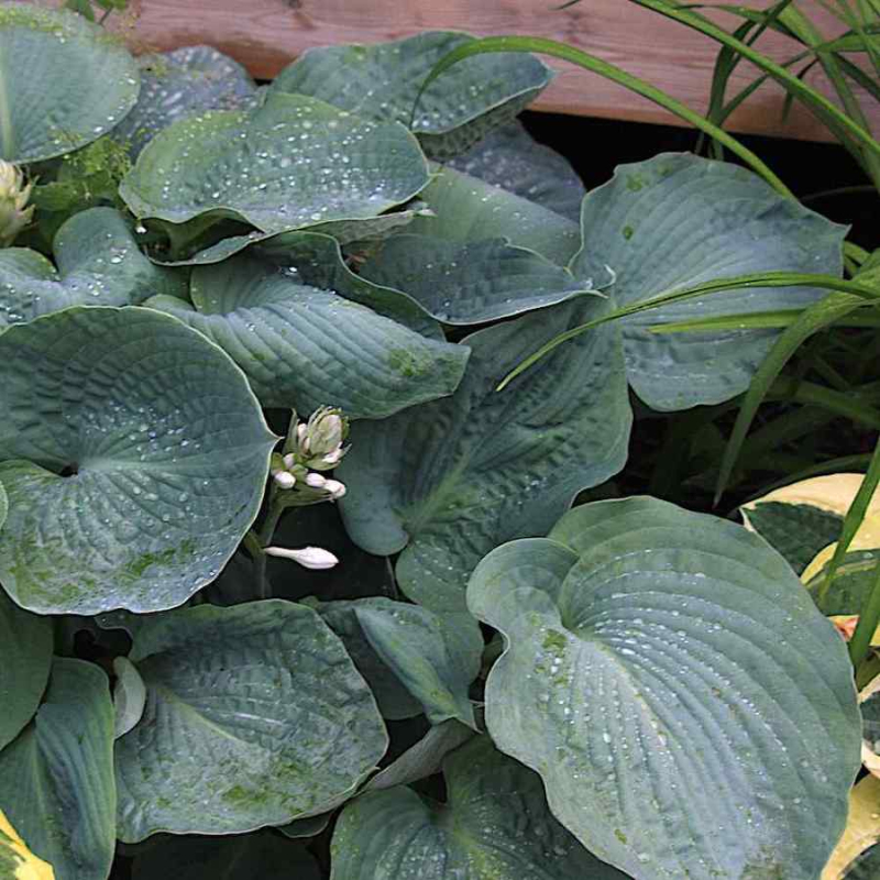 Hosta ´Elegans´