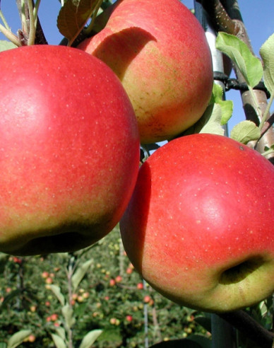 Jabloň ´Prima´ jesenná, podp. MM106, kont. 5l