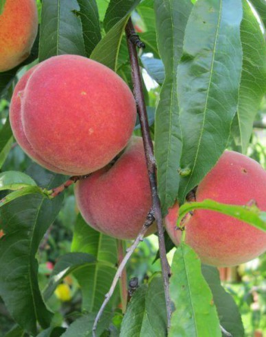 Broskyňa ´Champion´ stredne skorá, podpn. Ishtara, kont. 5l