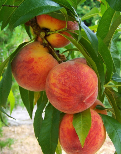 Broskyňa ´Fayette´ neskorá, podp. GF677, kont. 5l