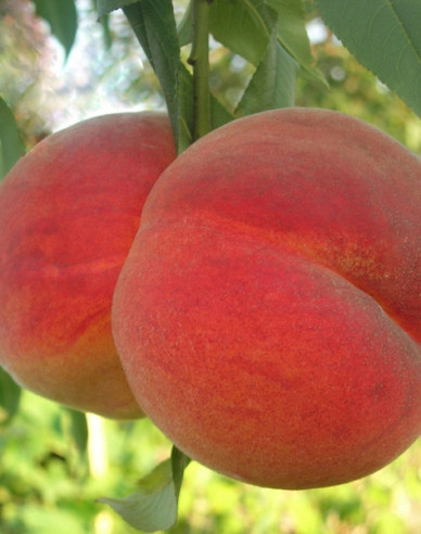 Broskyňa ´Redhaven´skorá, podp. Ishtara, kont. 5l