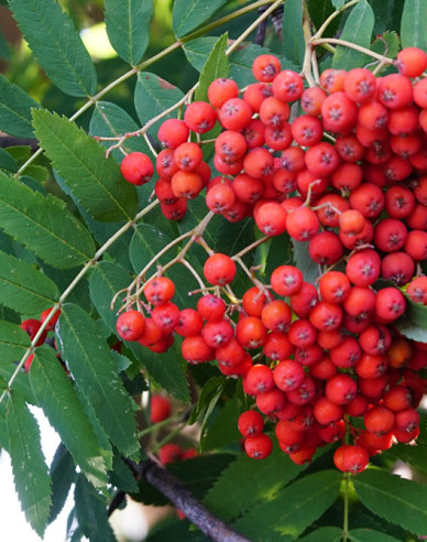 Jarabina ´Sladkoplodá Moravská´ Stromčeková, kont. 5l