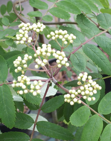 Jarabina ´Biela´ Stromčeková, kont. 5l