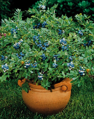 Čučoriedka kanadská ´Northsky´ 5l