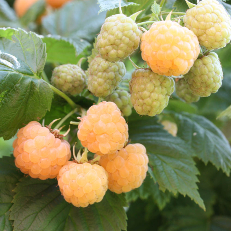 Malina žltá ´Sugana Gelb´ stálorodiaca