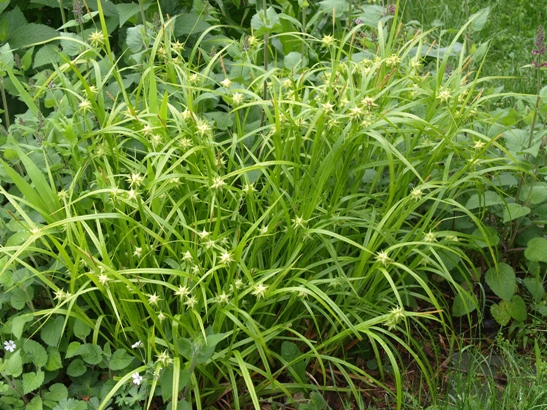 Ostrica ´ Grayova´