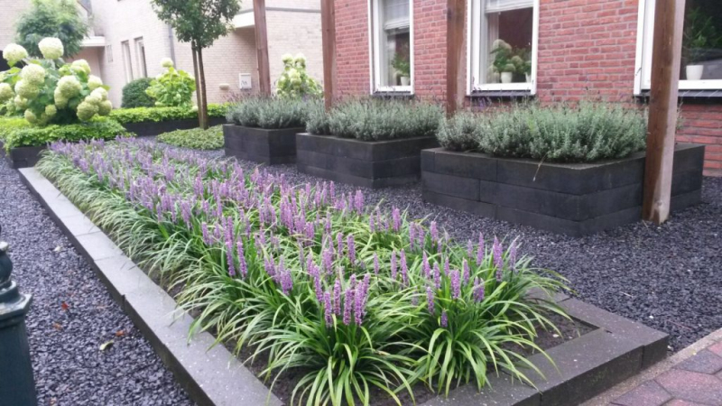 Liriopa modrincová ´Moneymaker´