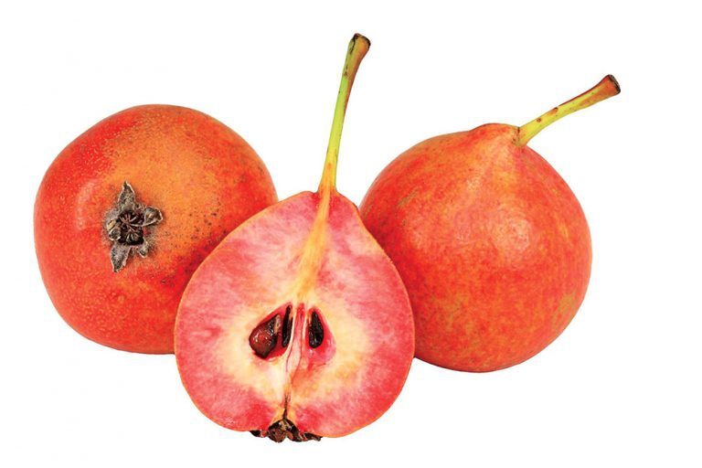 Hruška stĺpová "Krvavnička" letná, podp. Dula, voľnok.