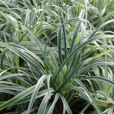 Liriopa modrincová ´Silver Dragon´