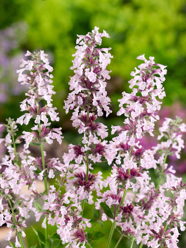 Kocúrnik ´Dawn to Dusk´