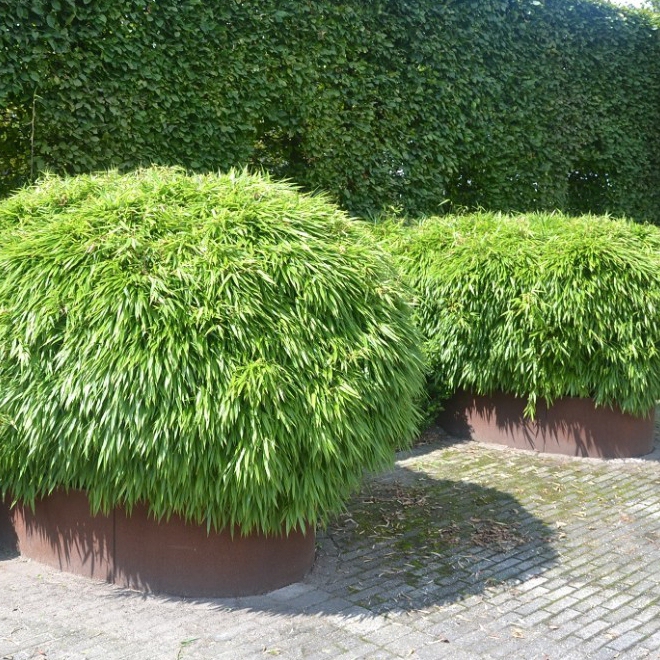 Bambus ´Fargesia Rufa´