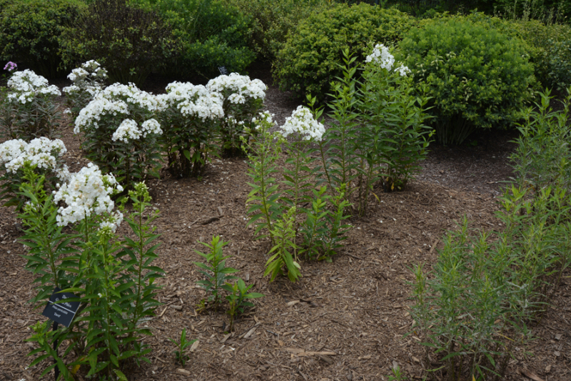 Flox metlinatý David