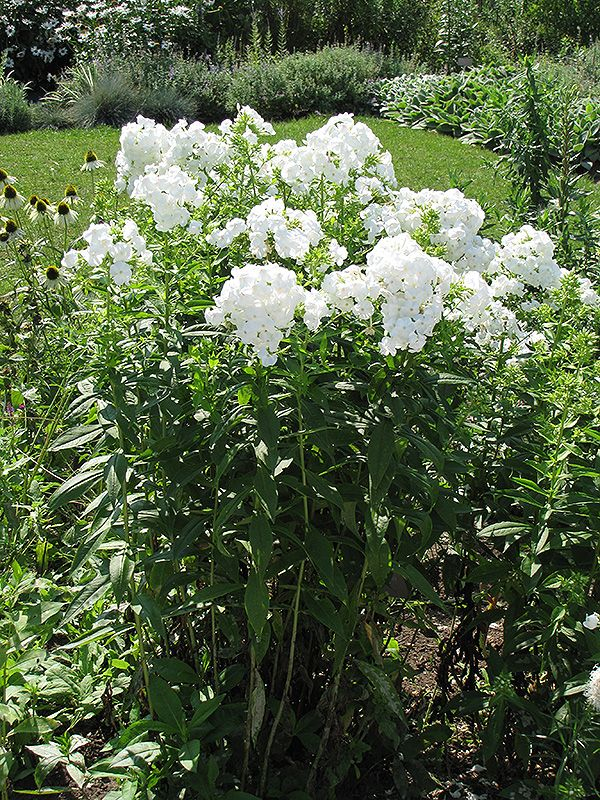 Flox metlinatý David