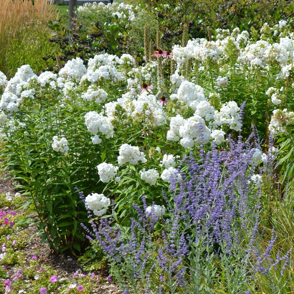 Flox metlinatý David