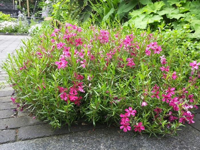 Flox šidlolistý ´Scarlet Flame´