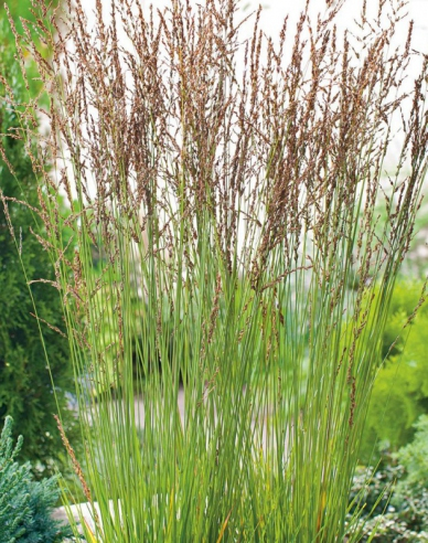 Bezkolenec belasý ´Heidebraut´