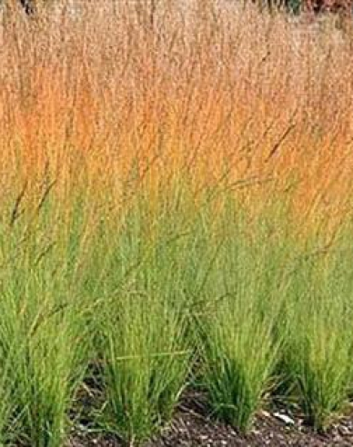 Bezkolenec belasý ´Heidebraut´