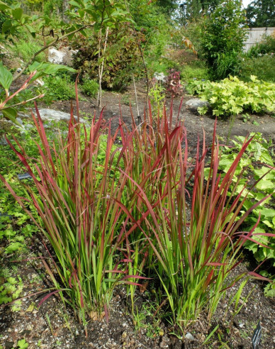 Imperáta cylindrická ´Red Baron´ 9x9