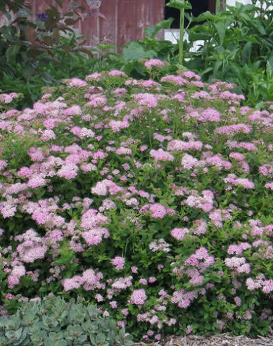 Tavoľník japonský ´Little Princess´ 9x9