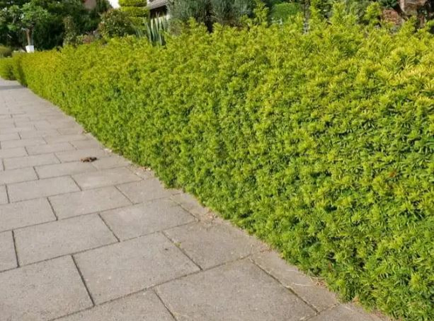 Tis obyčajný ´David´