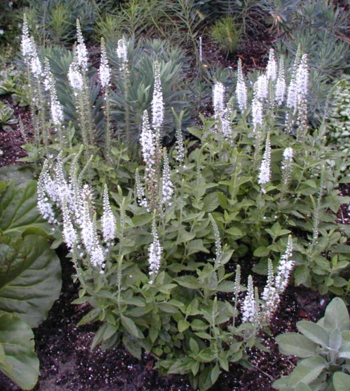 Veronika klasnatá ´Icicle´