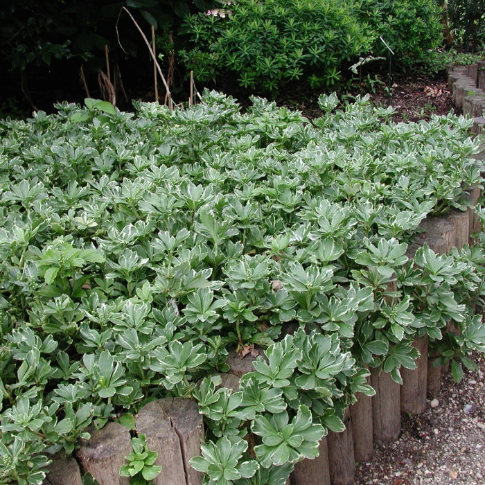 Pachysandra vrcholová ´Variegata´