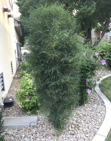 Krušina úzkolistá ´Fine Line´ 250cm