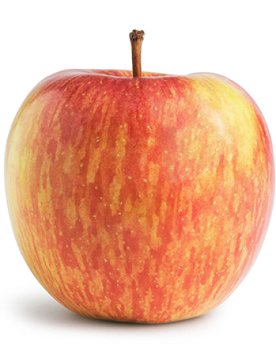 Jabloň Fuji zimná, podp. M26, voľnok.