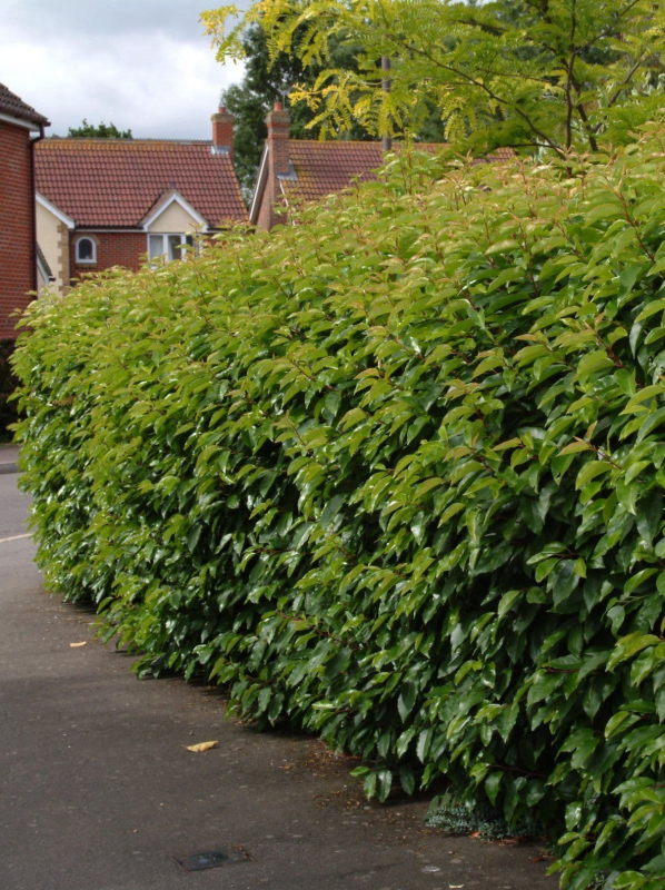 Vavrínovec portugalský ´Angustifolia´