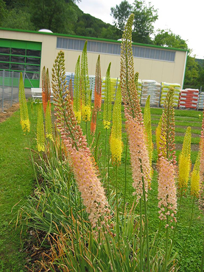 Fakľa úzkolistá hybrid - Eremurus 1ks