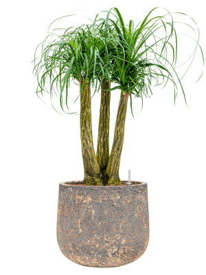 Kvetináč hlinený ´Baq Atlas Darcy Brown´