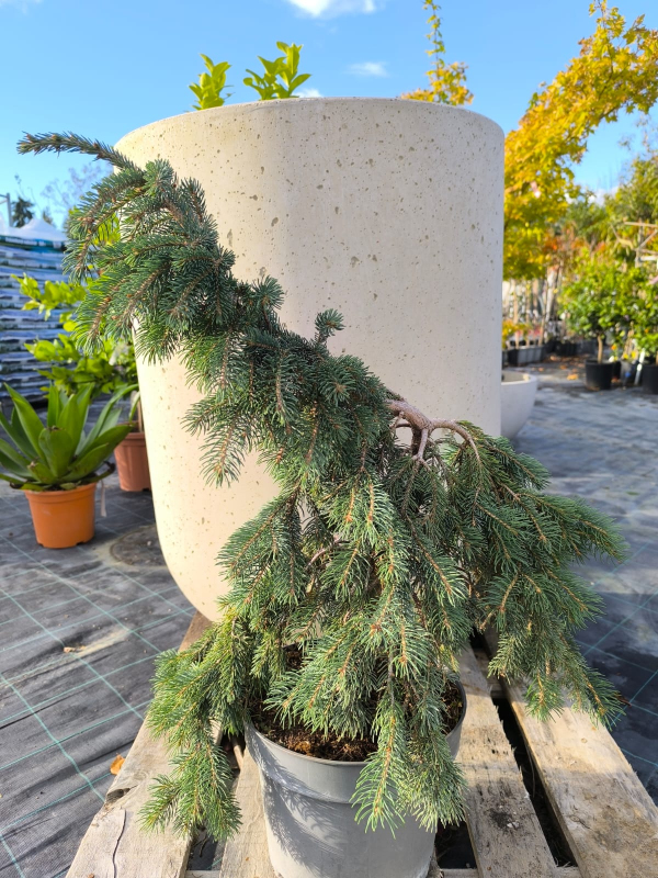 Smrek biely ´The Blues´