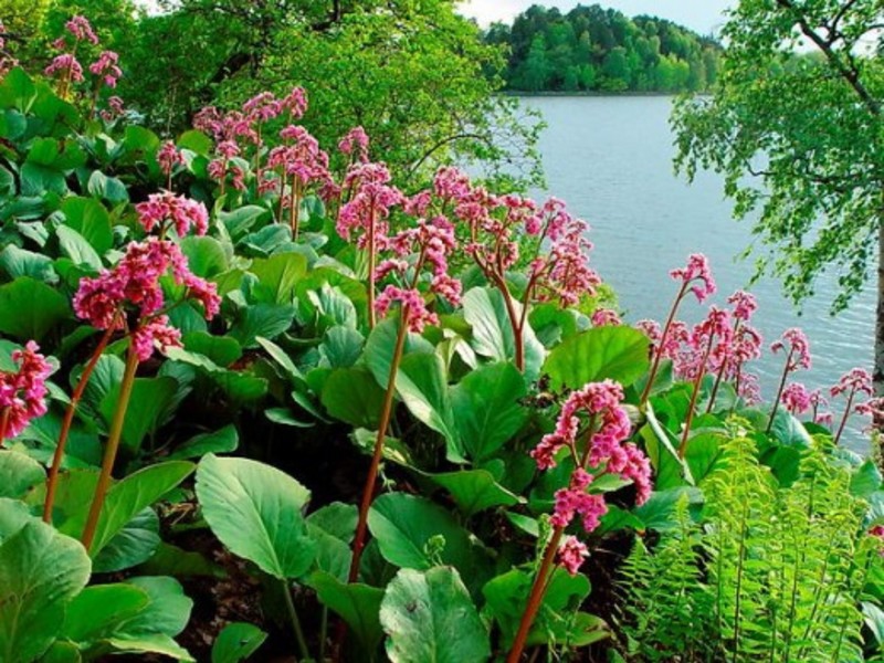 Bergenia ´Rotblum´