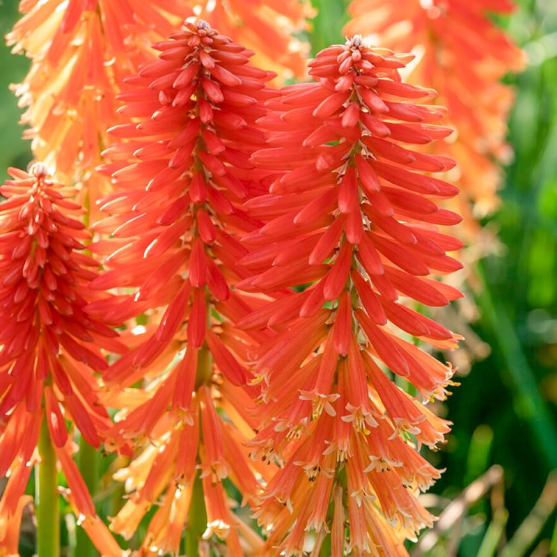 Fakľovka  ’Poco Orange’