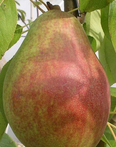 Hruška ´Clappova´ letná, podp. Dula medzištep Konferencia, voľnok.