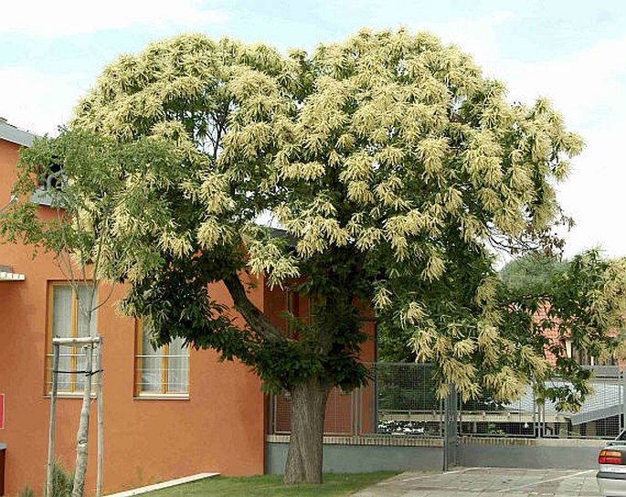 Gaštan jedlý  ´SP´